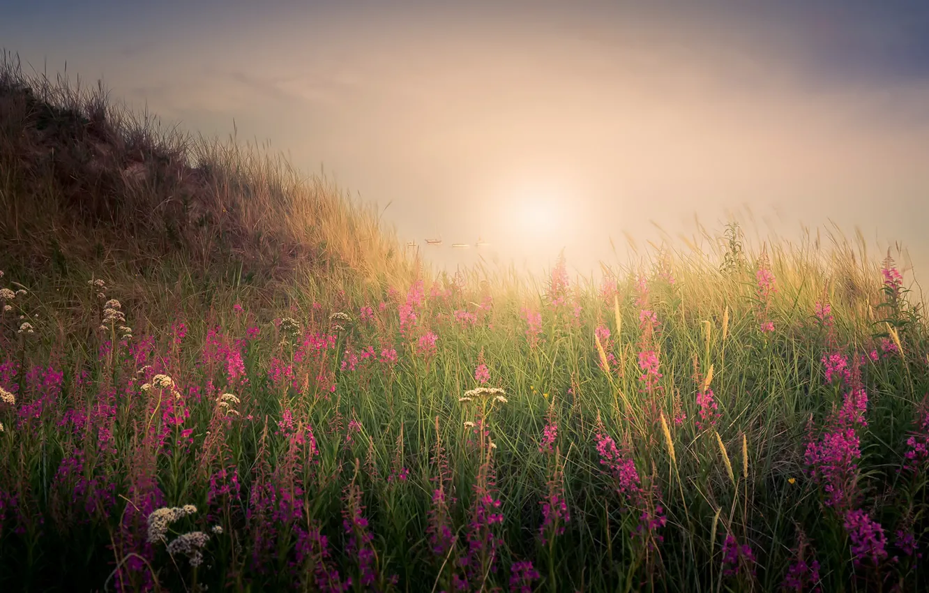 Фото обои поле, свет, цветы, туман, утро
