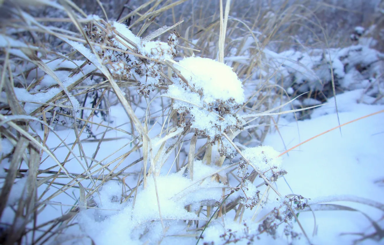 Фото обои трава, снег, Зима