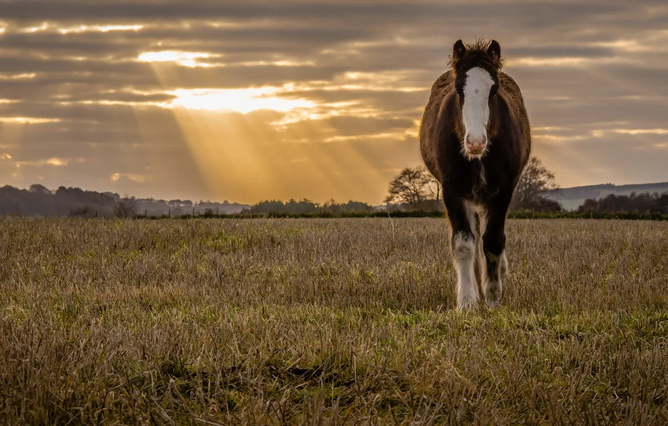Фото обои поле, природа, конь