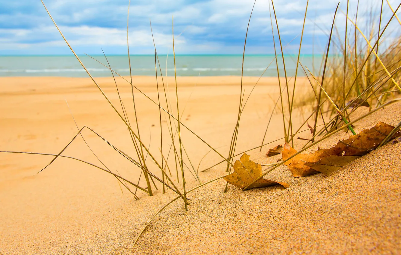 Фото обои песок, море, небо, трава, листья
