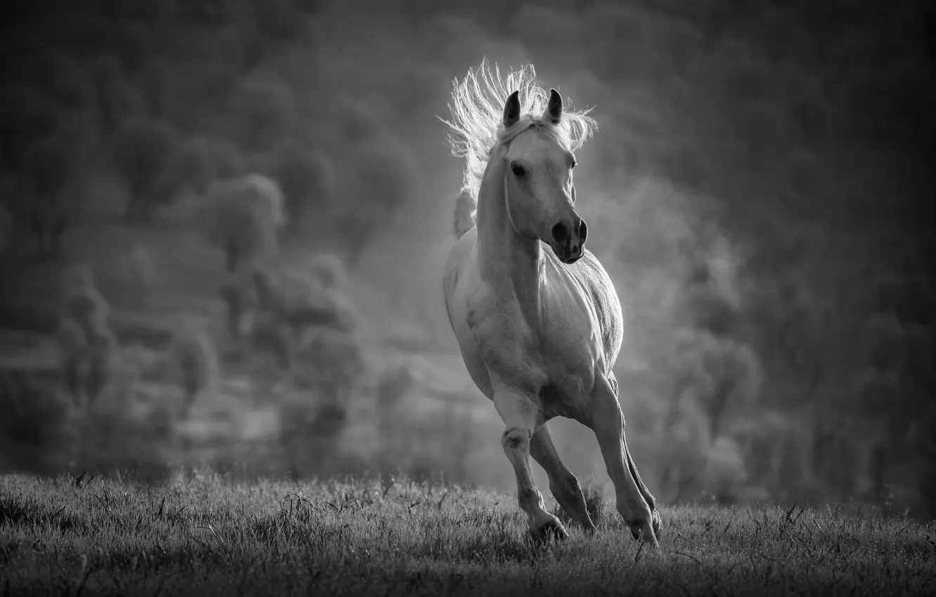 Фото обои light, black and white, horse, gallop