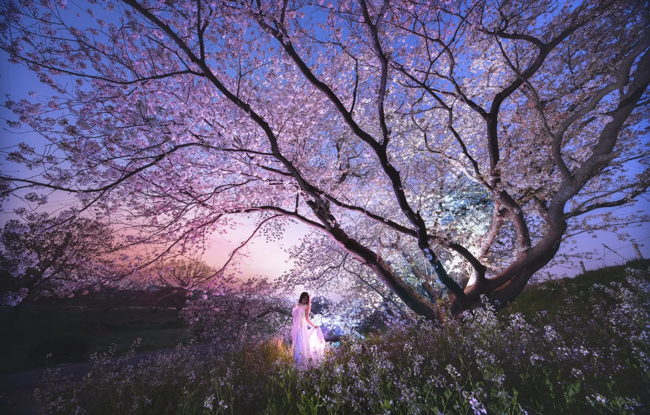 Фото обои небо, девушка, свет, пейзаж, цветы, ночь, ветки, вишня