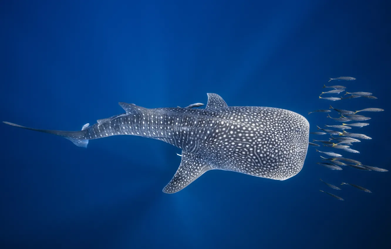 Фото обои море, рыбы, океан, под водой, Мадагаскар, Китовая акула
