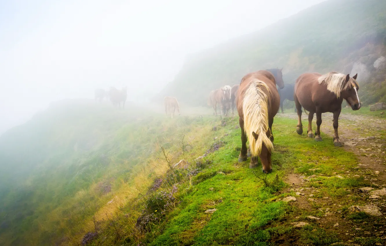 Фото обои дорога, зелень, трава, пейзаж, природа, туман, настроение, конь