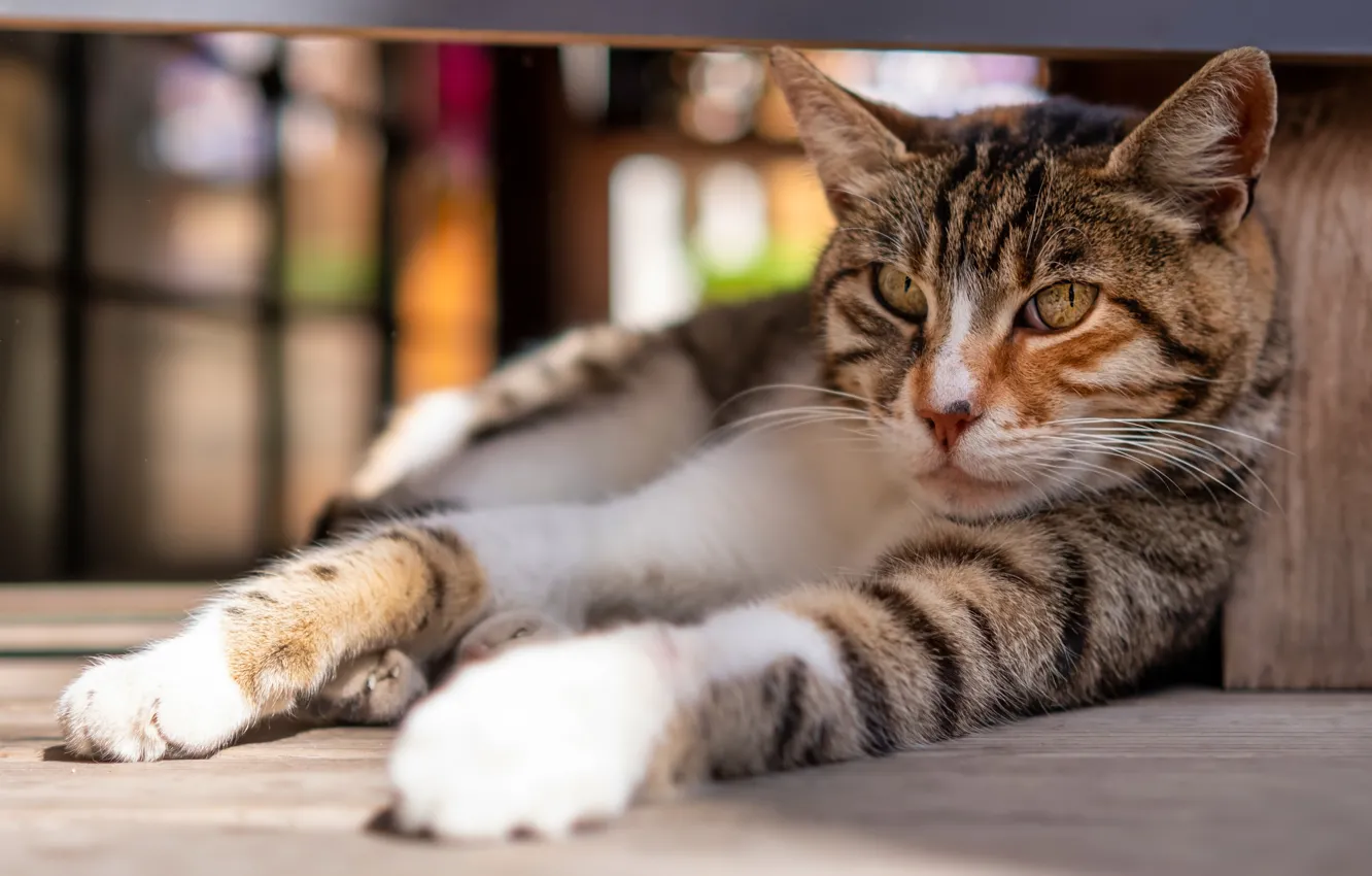 Фото обои кошка, кот, лежит