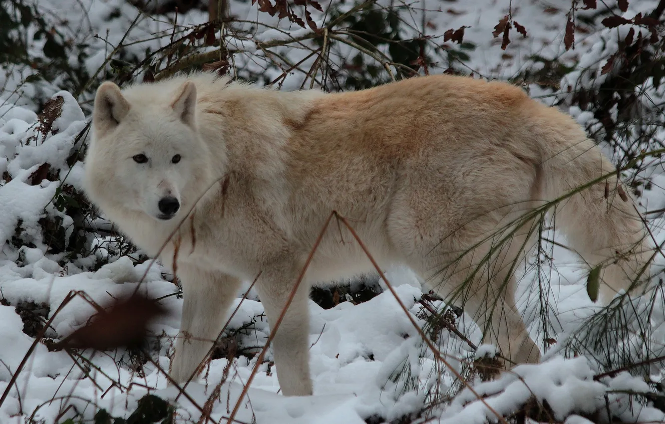 Фото обои nature, face, animal, wolf, wildlife, head, fur, mammal