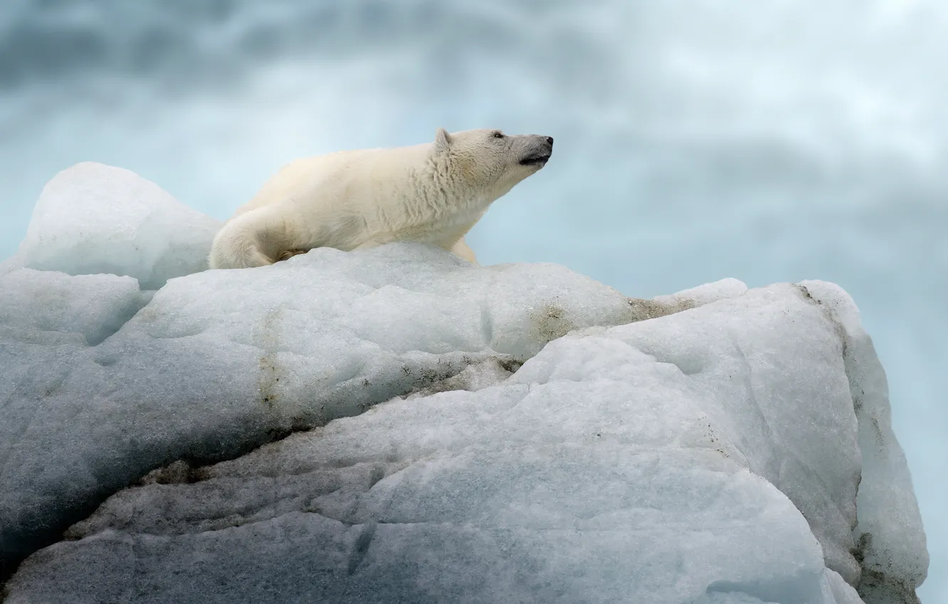 Фото обои медведь, айсберг, льдина, белый медведь, полярный медведь