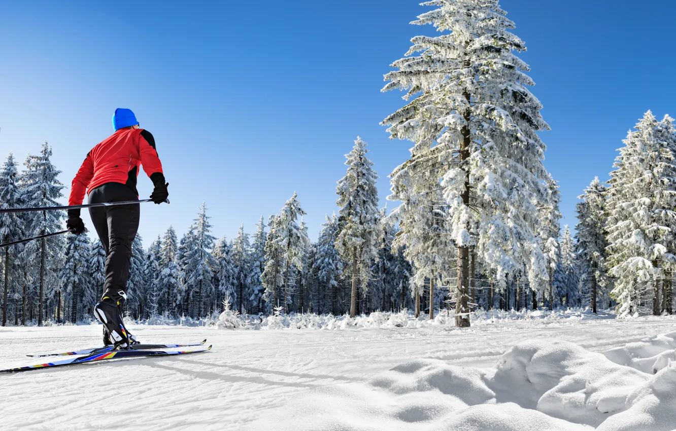 Фото обои snow, men, ski, pines