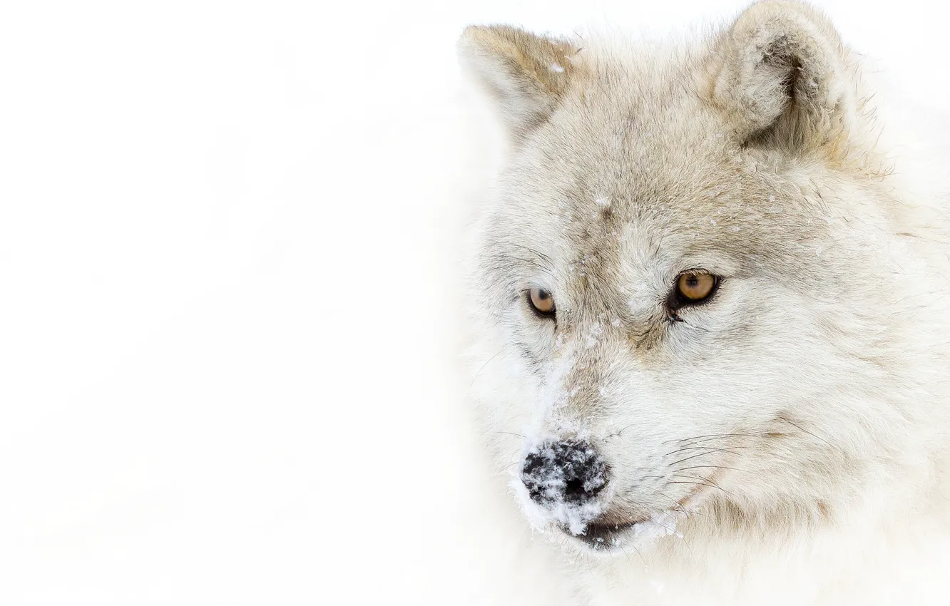 Фото обои взгляд, снег, хищник, Arctic wolf, полярный волк