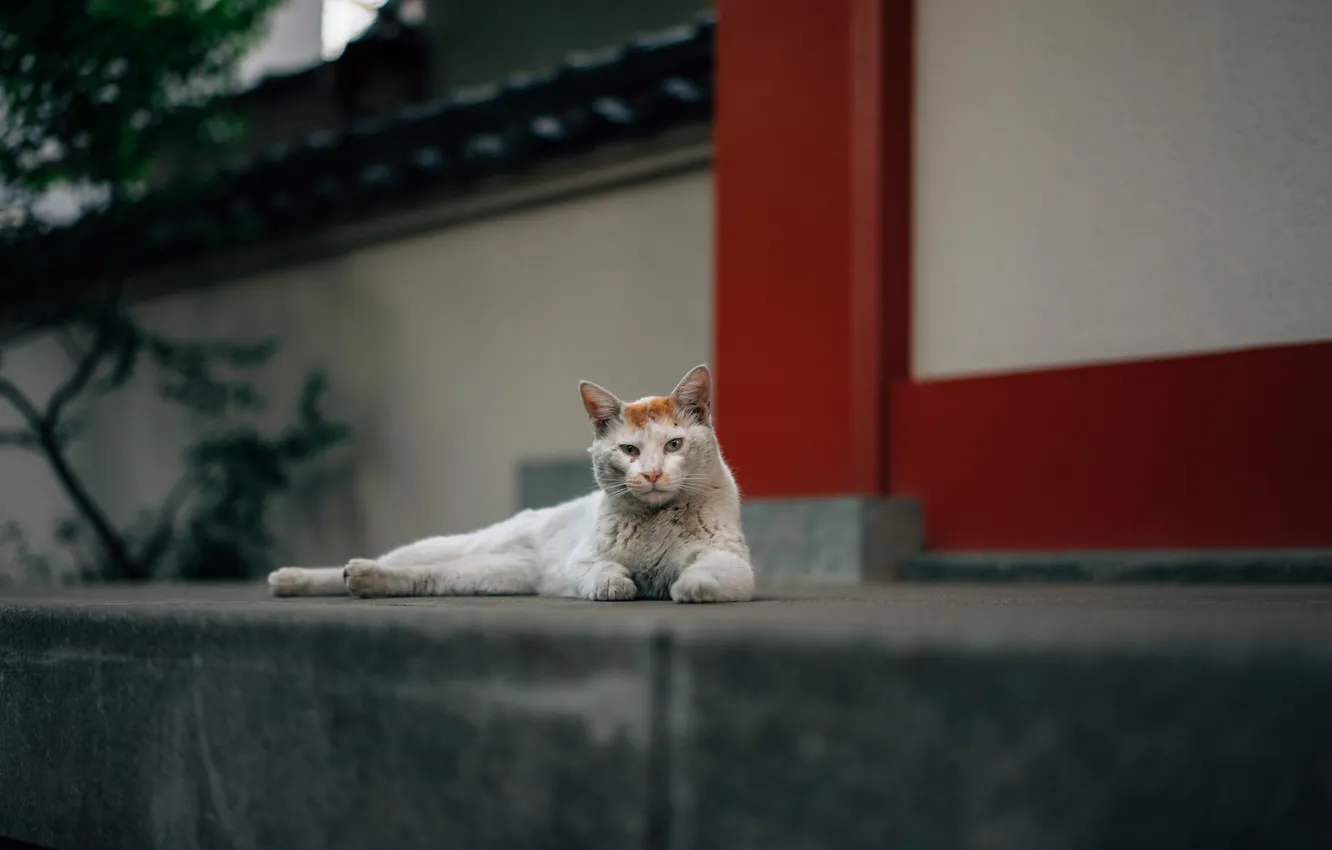 Фото обои кошка, взгляд, улица