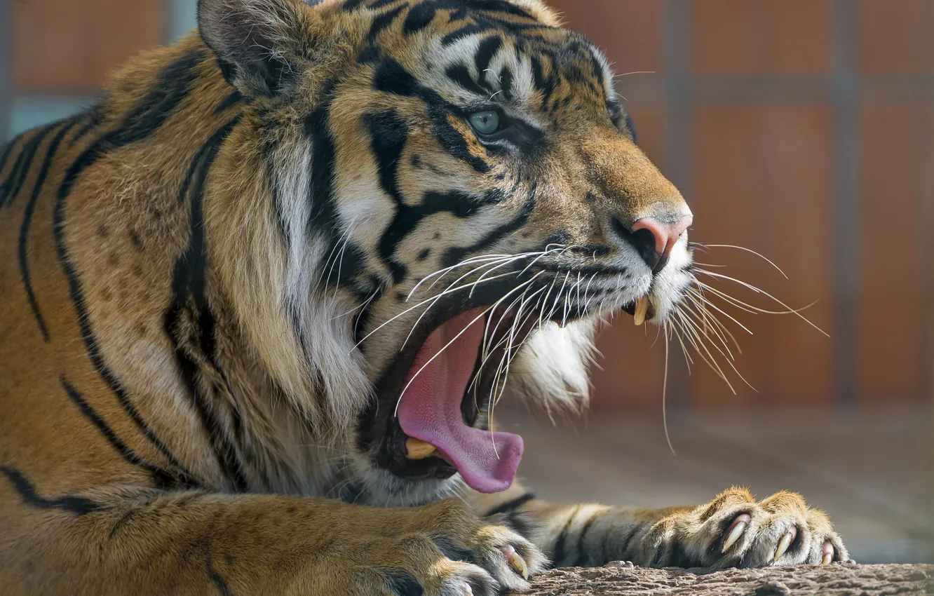 Фото обои язык, морда, тигр, хищник, лапы, пасть, клыки, дикая кошка