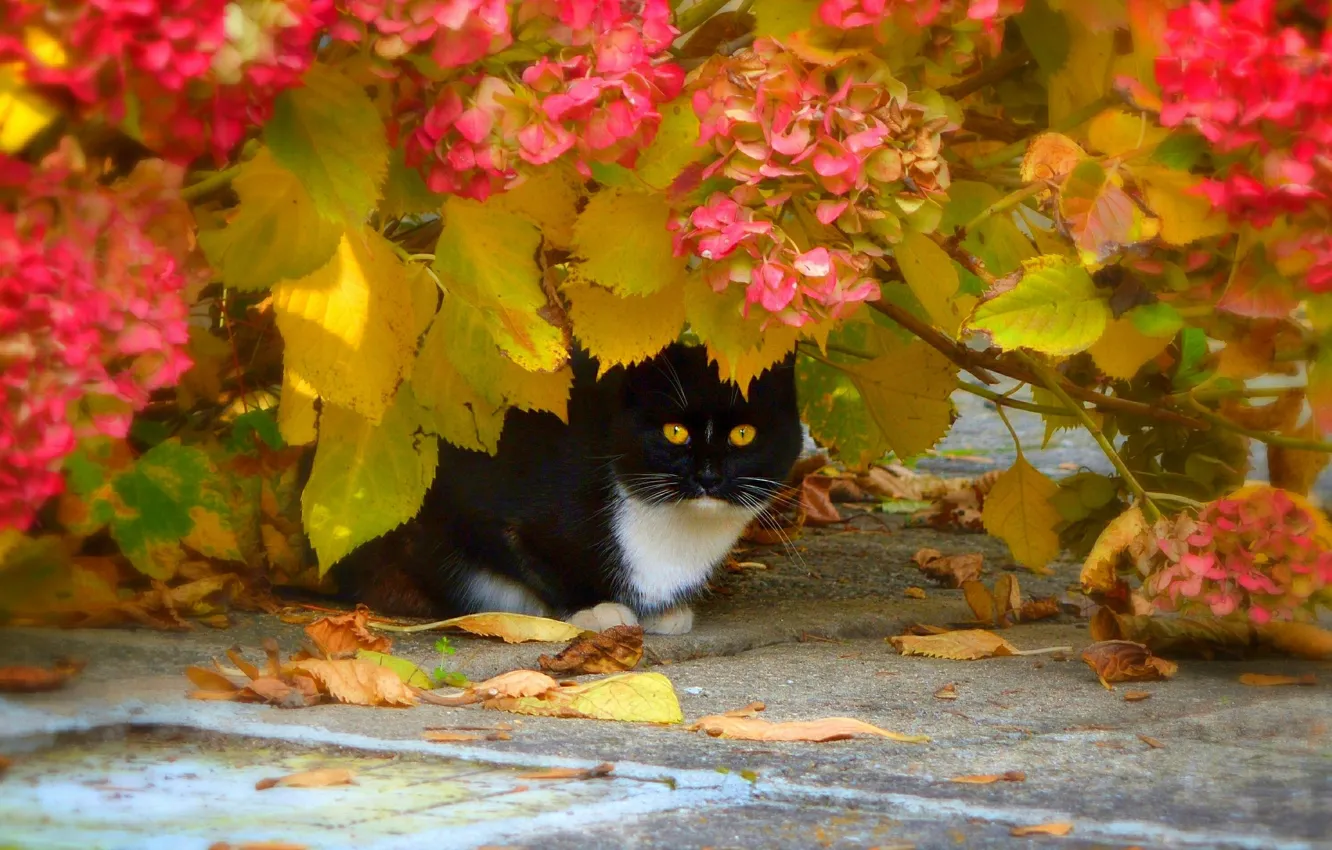 Фото обои Осень, Листья, Кот, Цветочки, Flowers, Autumn, Cat, Leaves