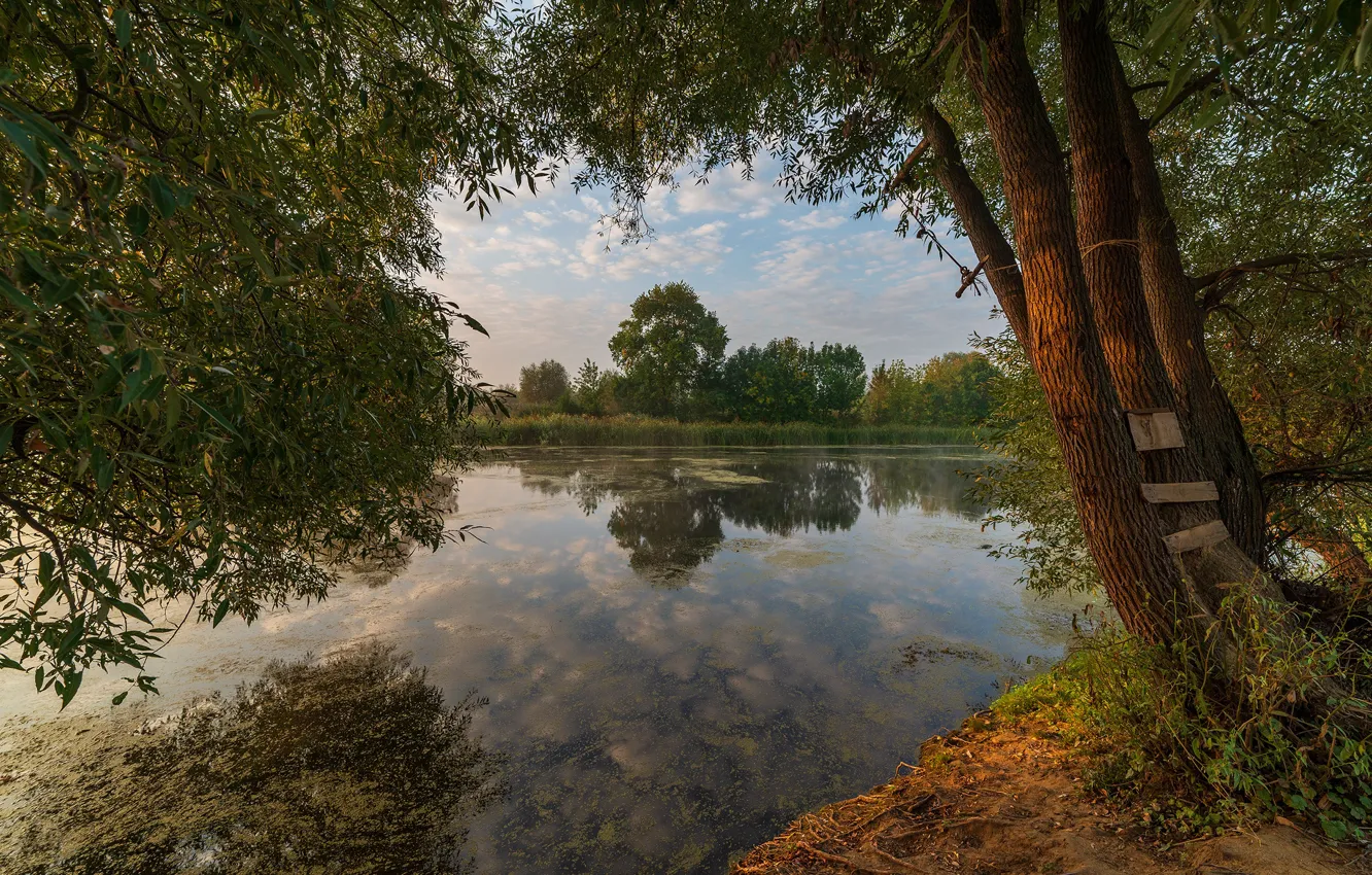 Фото обои лето, деревья, озеро, пруд, отражение, ветви, стволы, берег