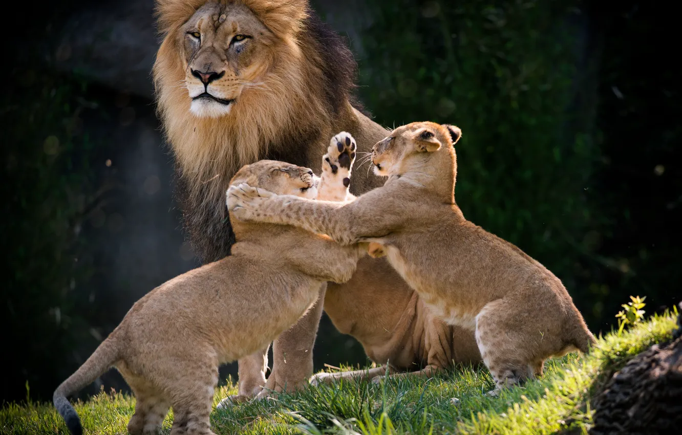 Фото обои игра, лев, львята, семейка