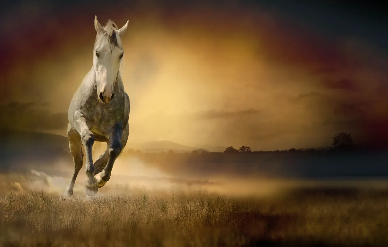 Фото обои поле, трава, конь, лошадь, бег, белая