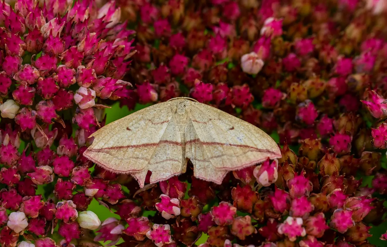 Фото обои цветы, крылья, мотылек, крупным планом