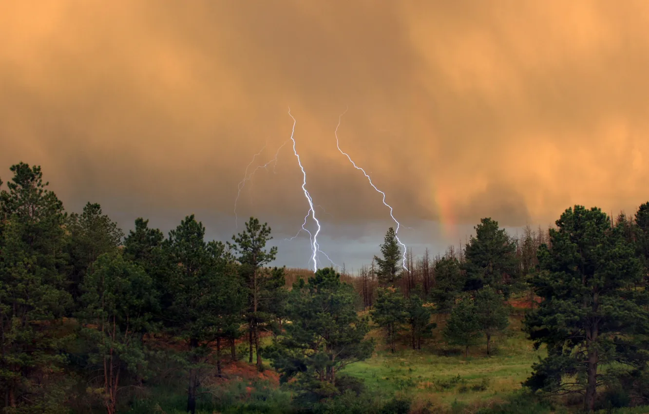 Фото обои forest, nature, lightning