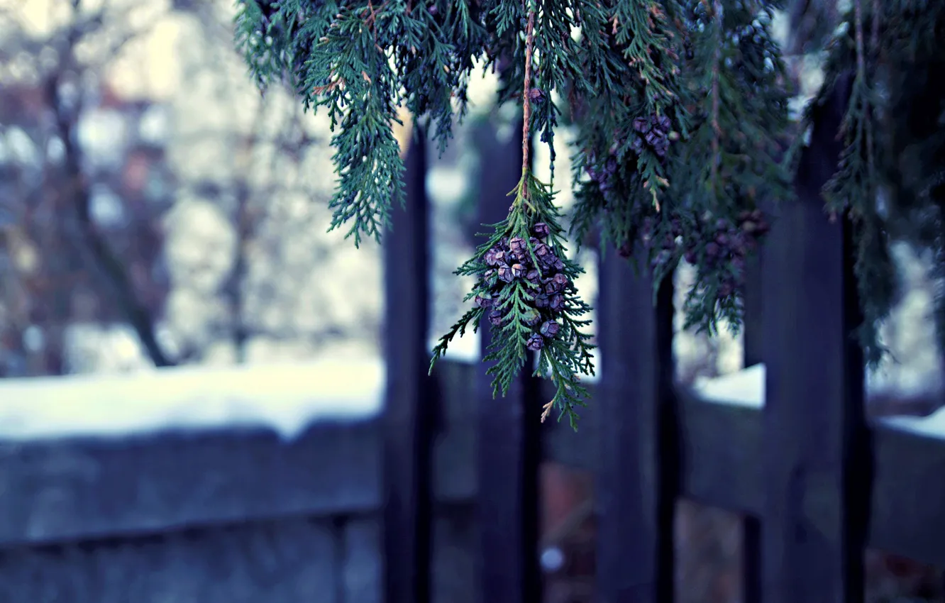 Фото обои зима, макро, природа, дерево, ветка, туя, шишечки