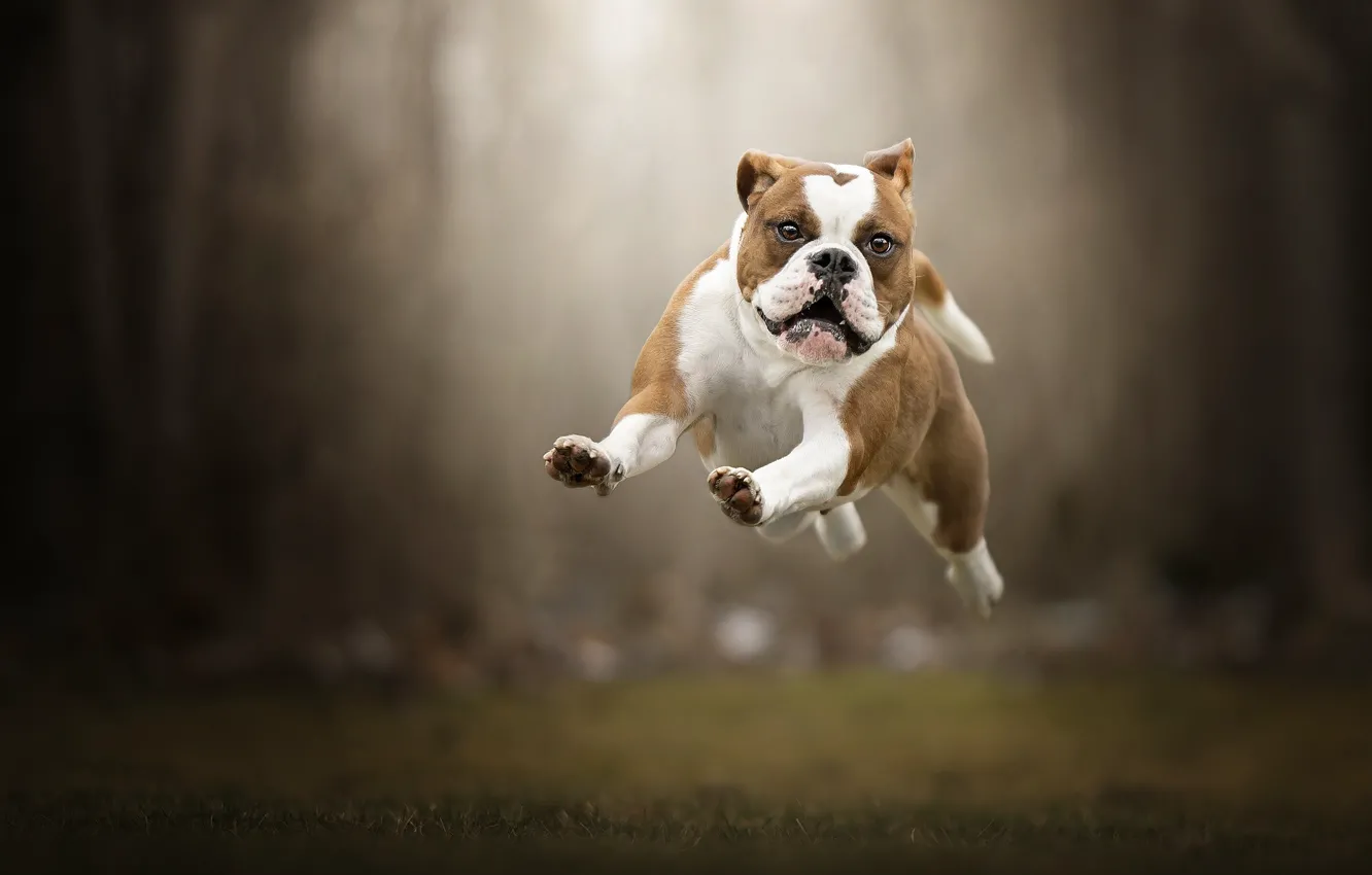 Фото обои прыжок, собака, полёт, прогулка, боке, Английский бульдог