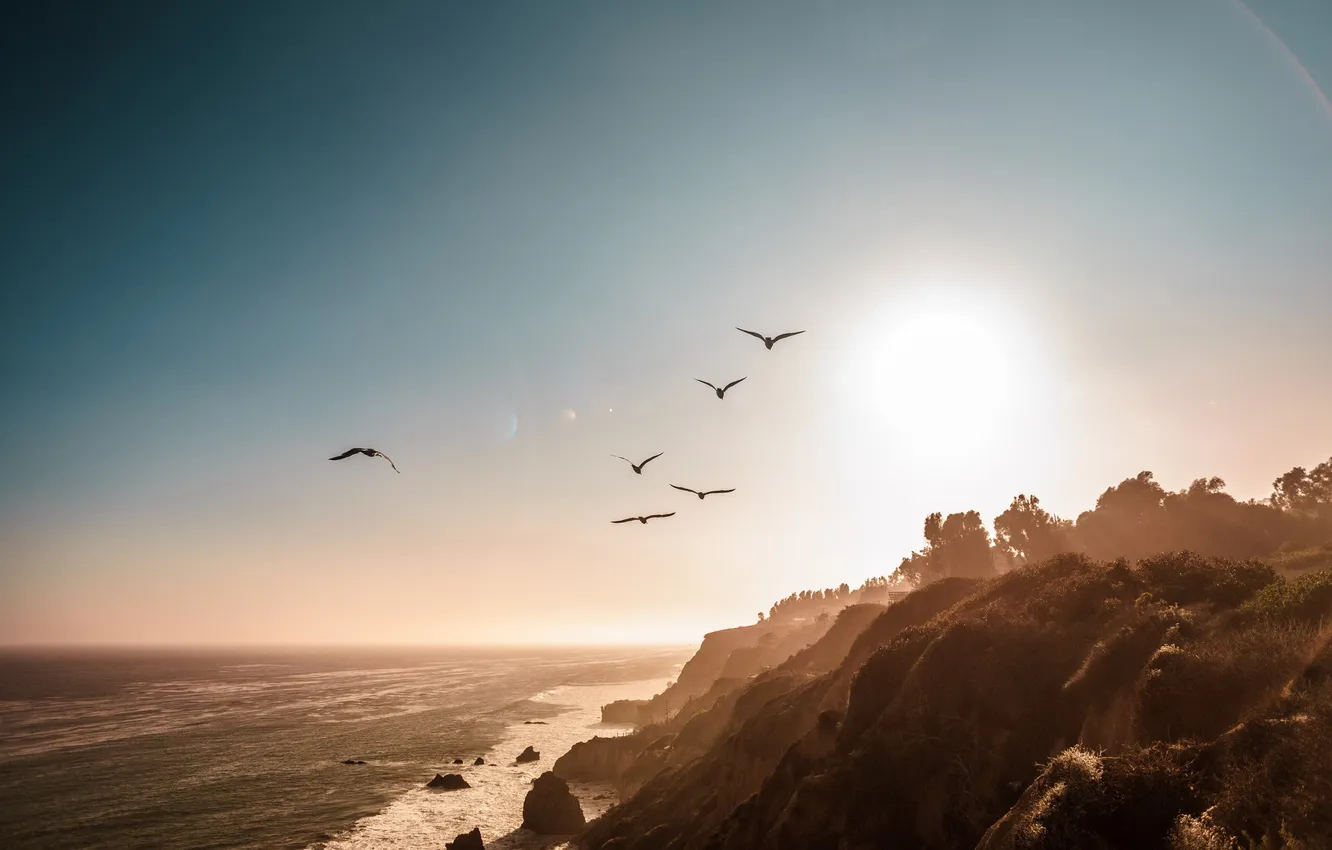 Фото обои Flight, Beach, birds, Malibu