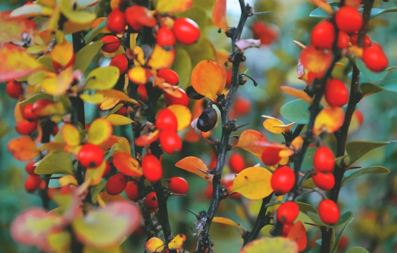 Фото обои осень, макро, оранжевый, красный, ягоды, краски, крирода