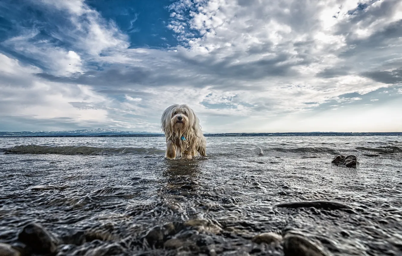 Фото обои взгляд, вода, природа, друг, собака