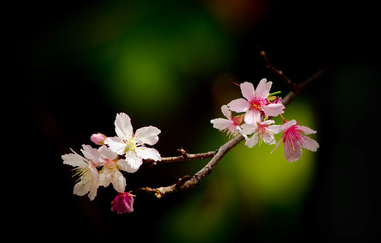 Фото обои цветы, вишня, блики, ветка