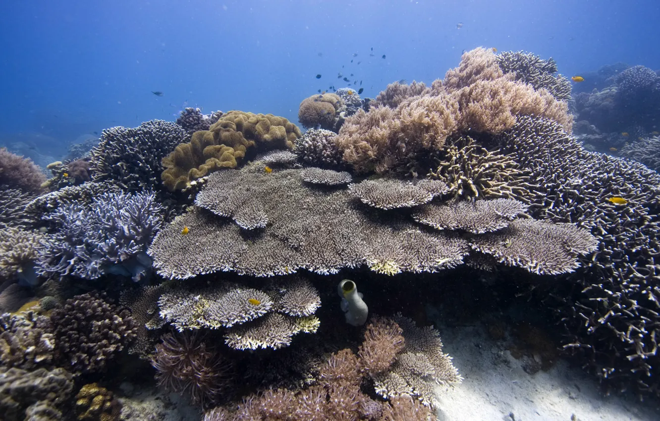 Фото обои underwater, sea, ocean, diving, tropical, coral, coralsea
