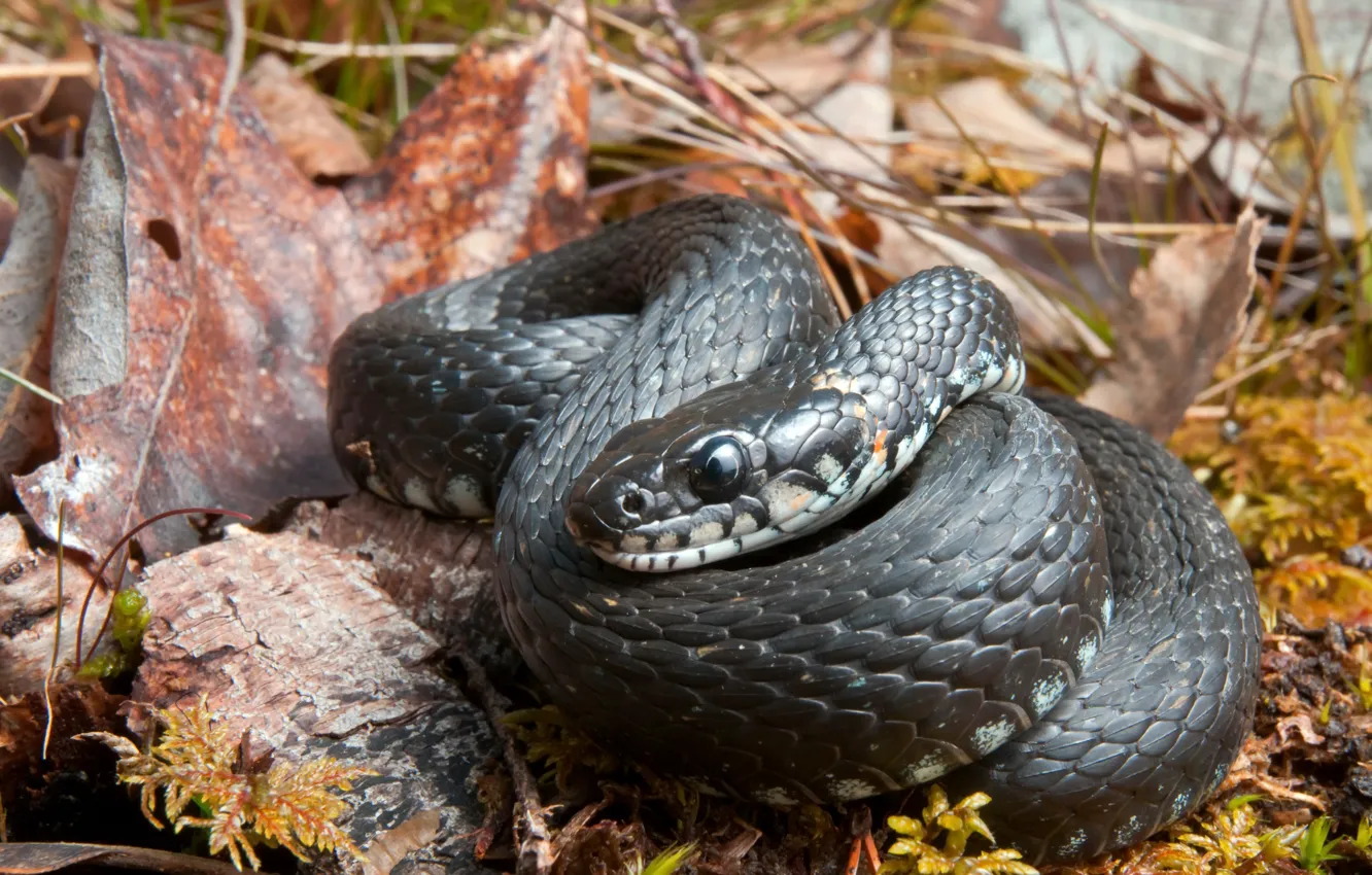 Фото обои природа, Natrix natrix, Grass snake
