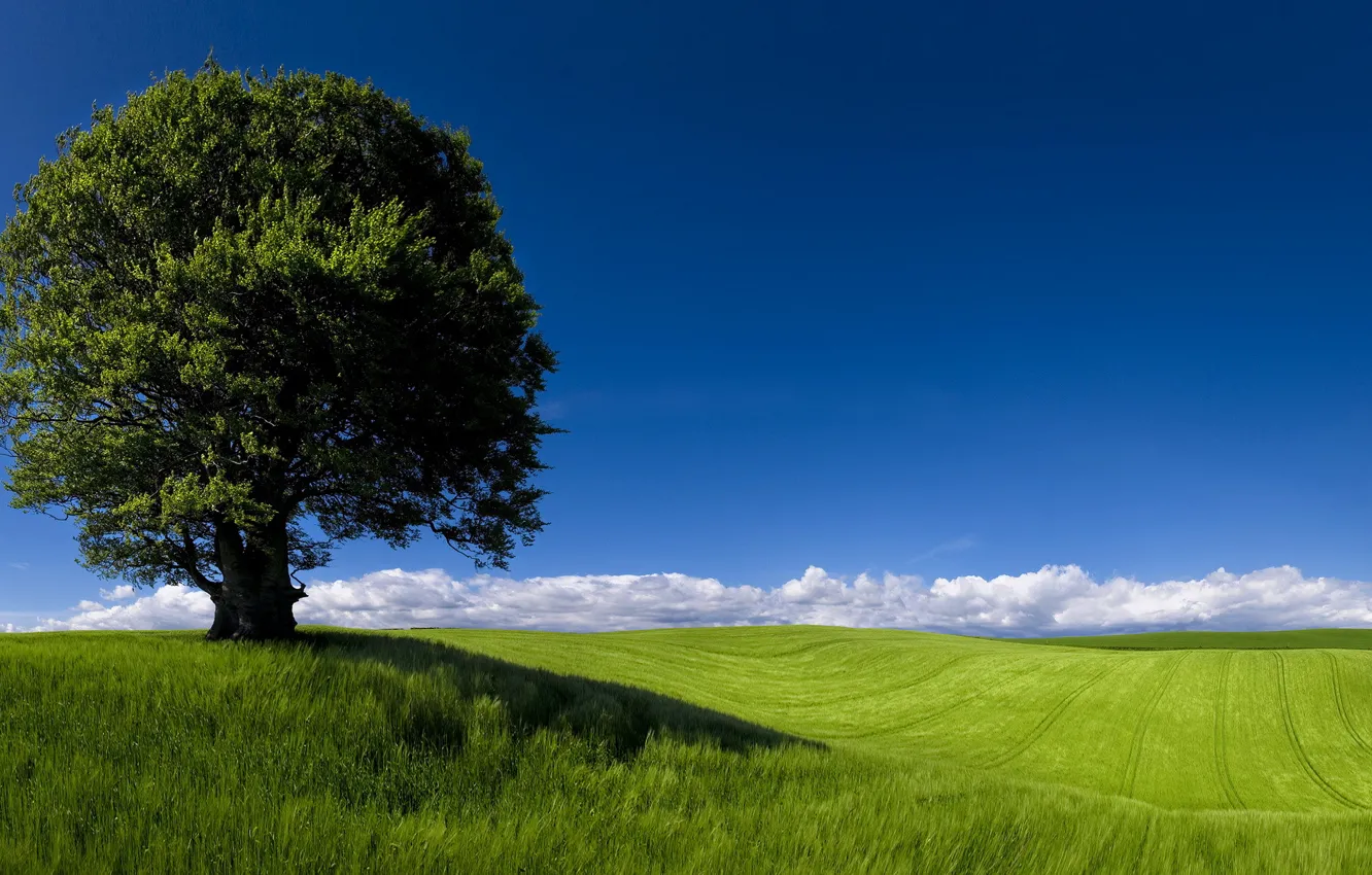 Фото обои Landscape, Cardiff, Green Horizons, Fields, Newpor