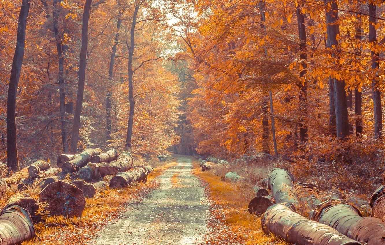 Фото обои дорога, лес, Осень, бревна