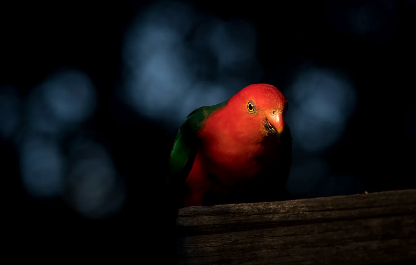 Фото обои красный, птица, доски, попугай, черный фон