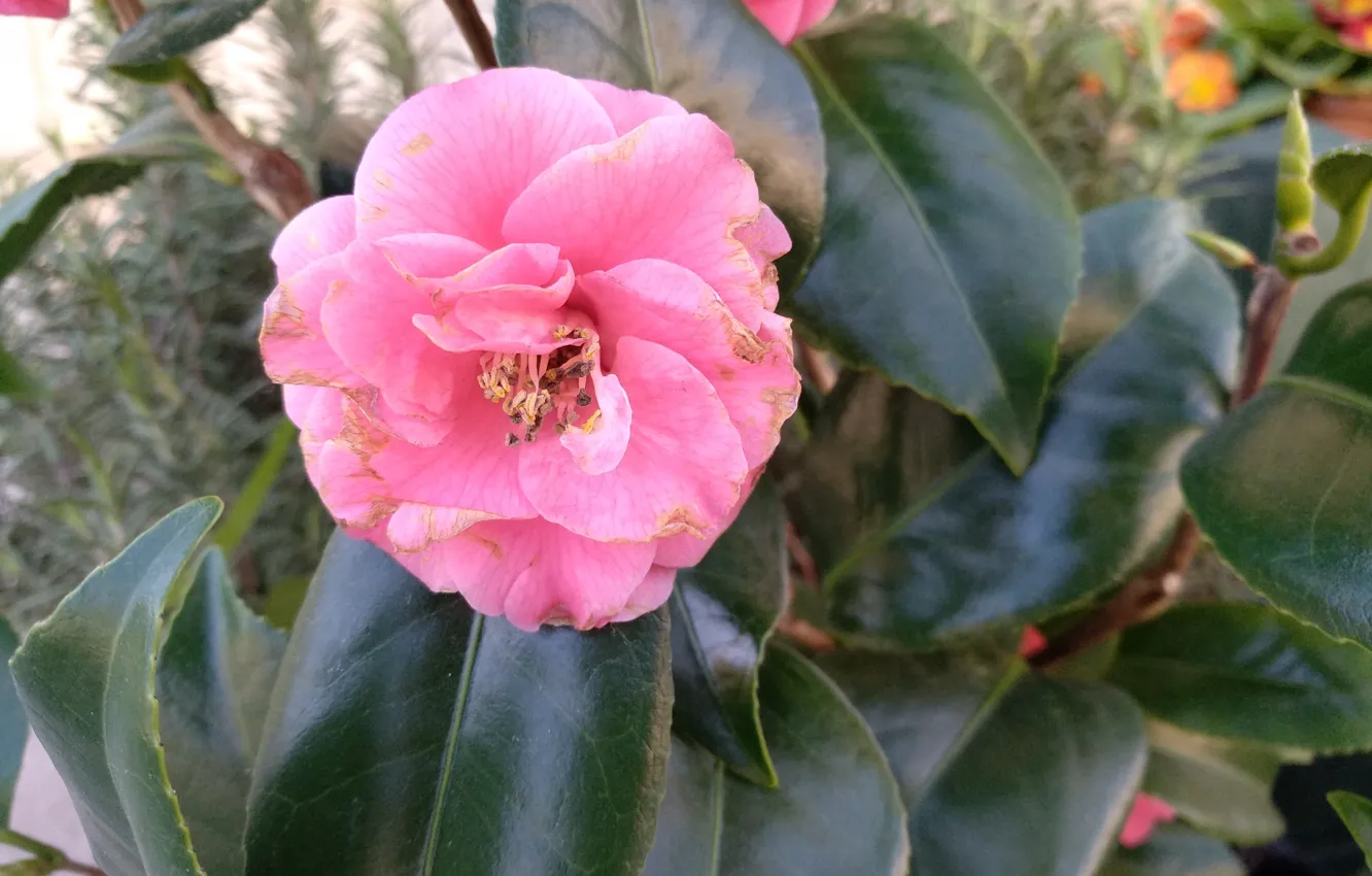 Фото обои Flower, Розовый цветок, Pink flower