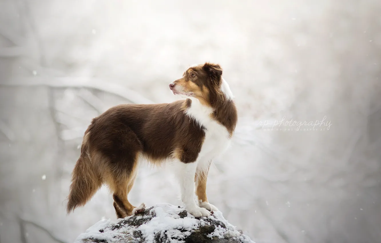 Фото обои зима, фон, собака