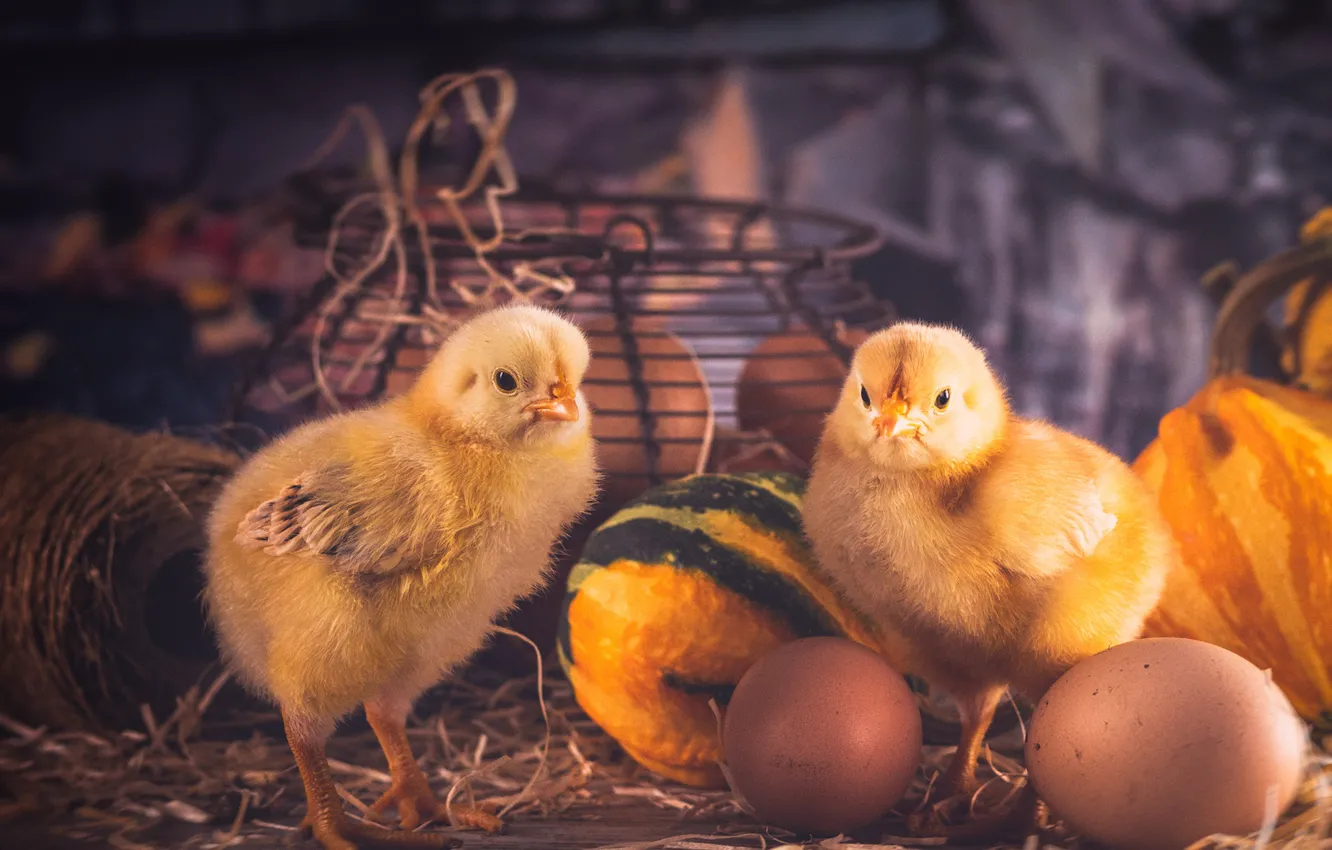 Фото обои цыплята, яйца, тыквы, птенцы