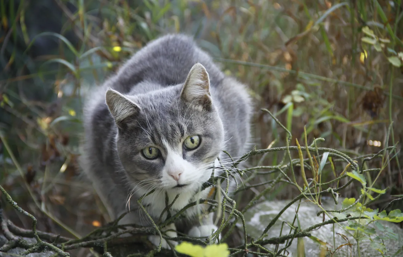 Фото обои кошка, лето, кот, взгляд, фон, животное, обои, деревня