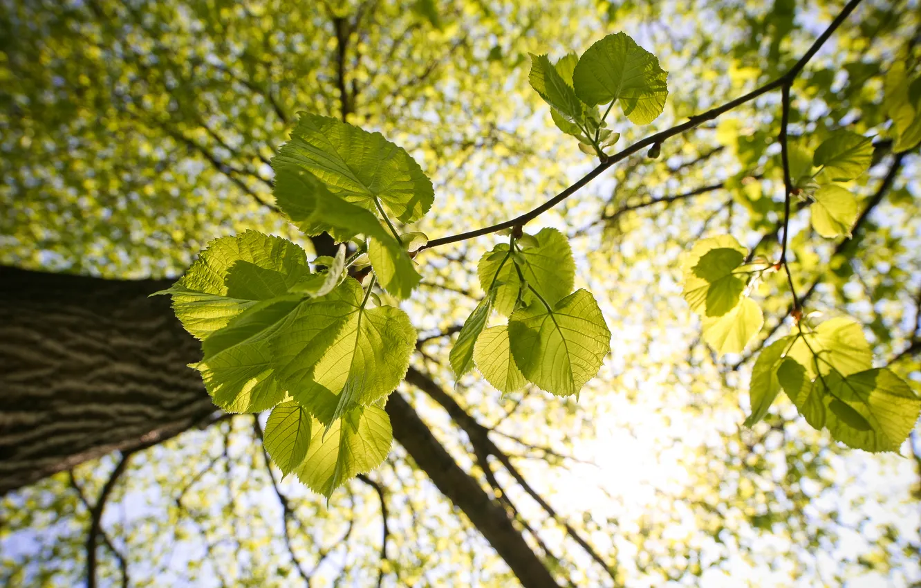Фото обои листья, макро, свет, ветки, Дерево