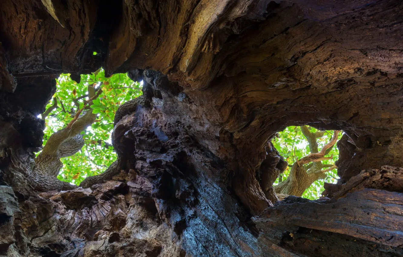 Фото обои дерево, Англия, дупло, дуб черешчатый, Шервудский лес