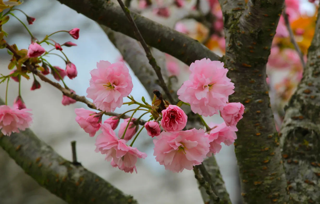 Фото обои flower, spring, twig, blooming, japanese cherry
