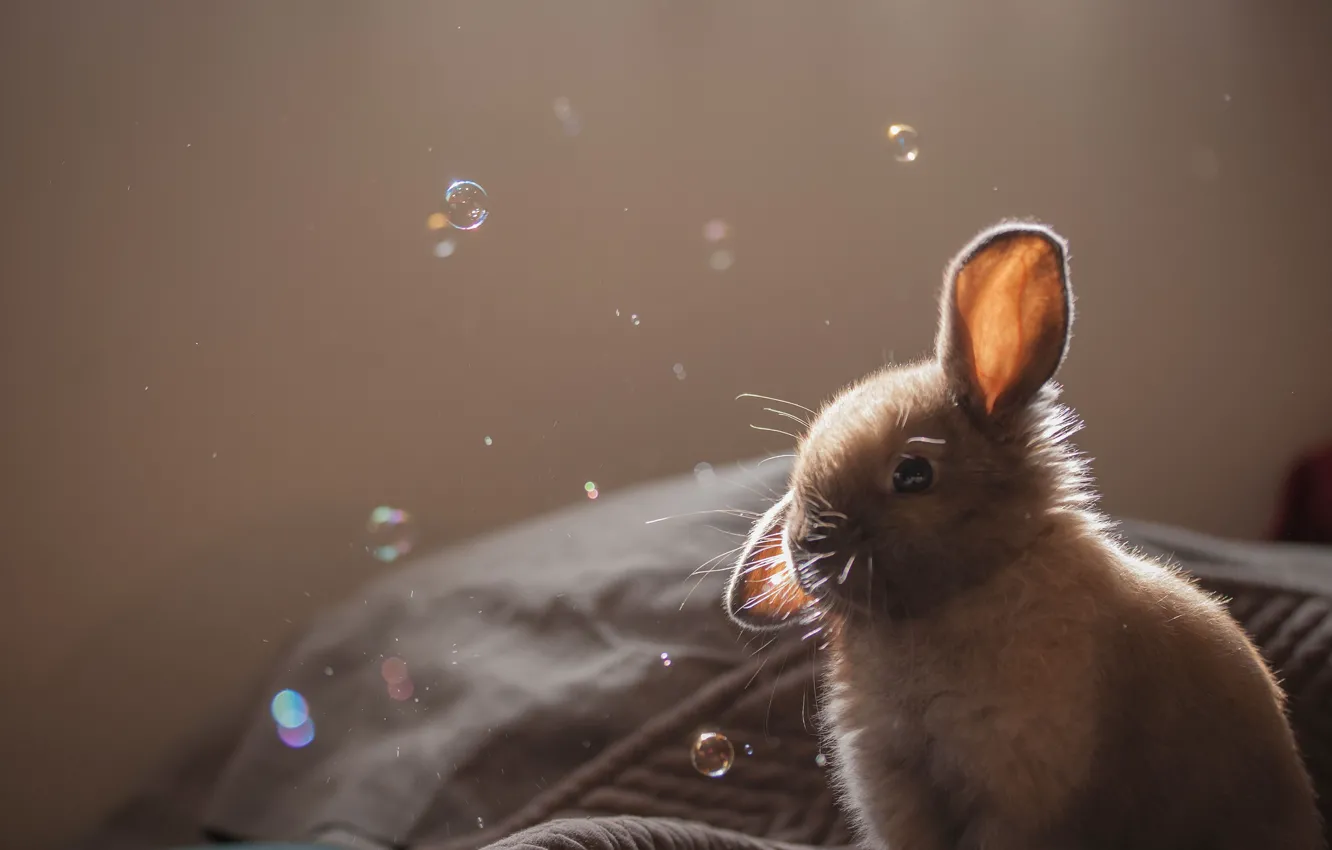 Фото обои пузыри, крольчонок, серый. мыльные