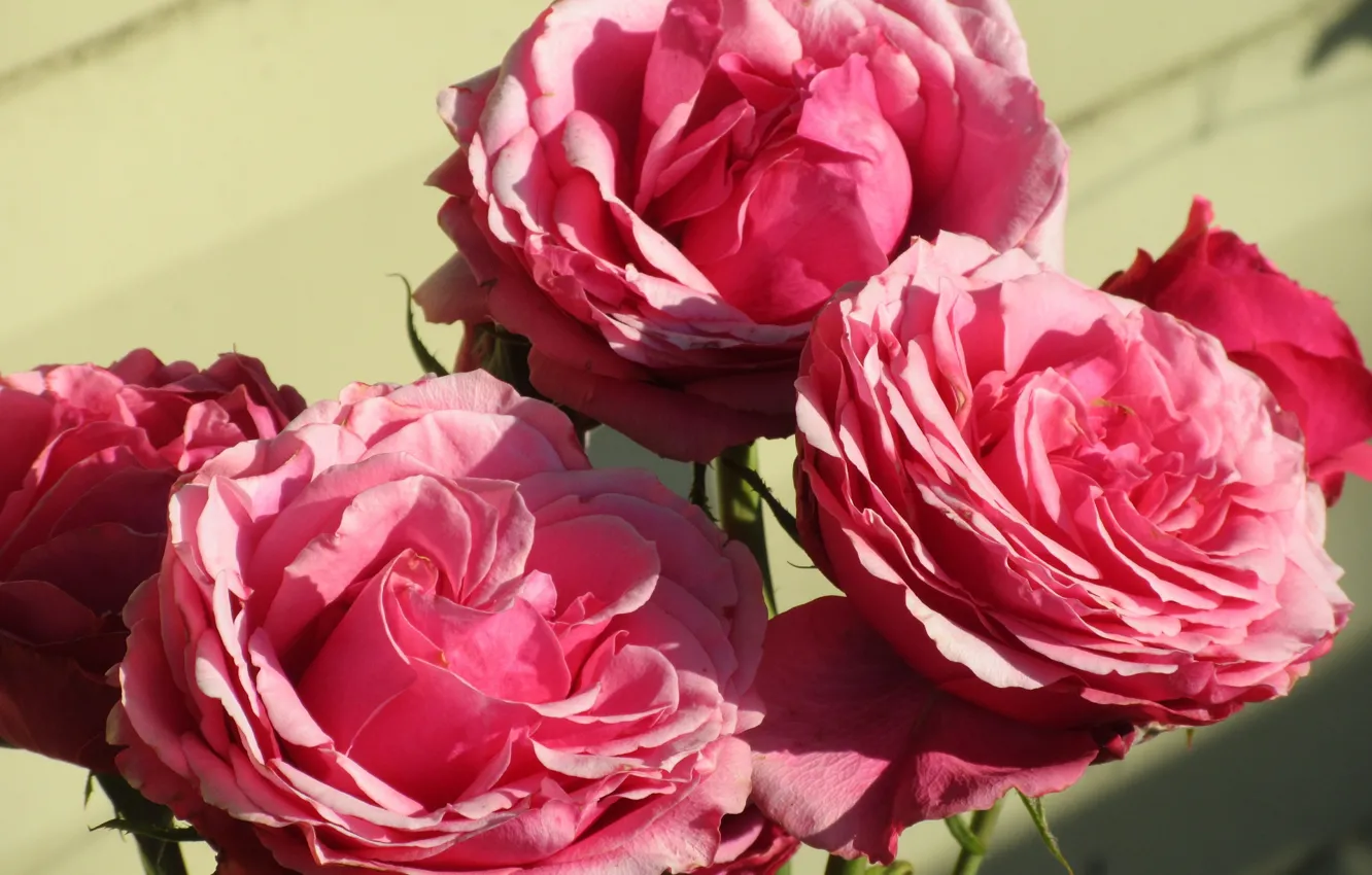 Фото обои Куст, Розовые, Розы, Meduzanol ©
