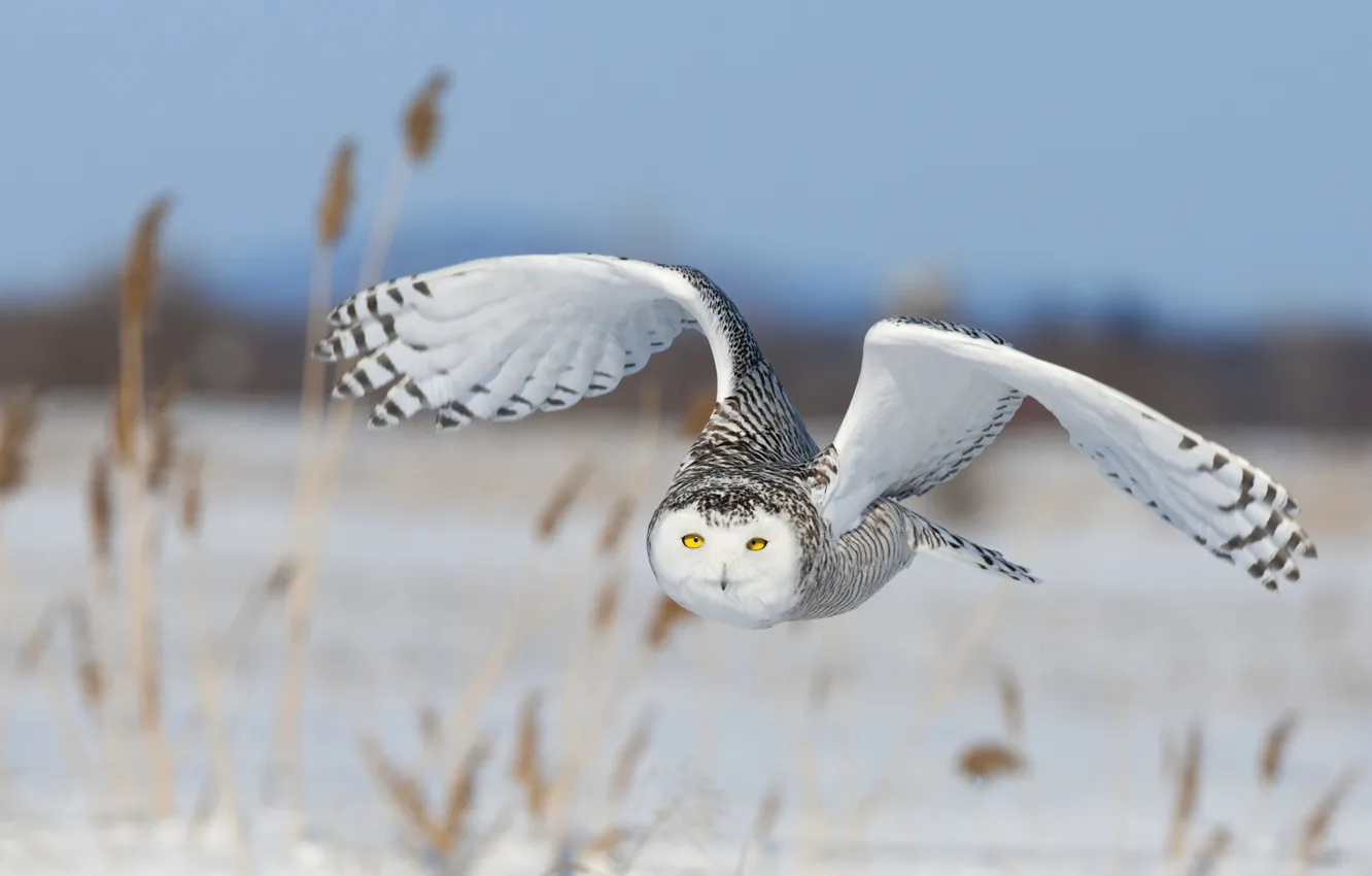 Фото обои небо, снег, полет, природа, птица, крылья, полярная сова