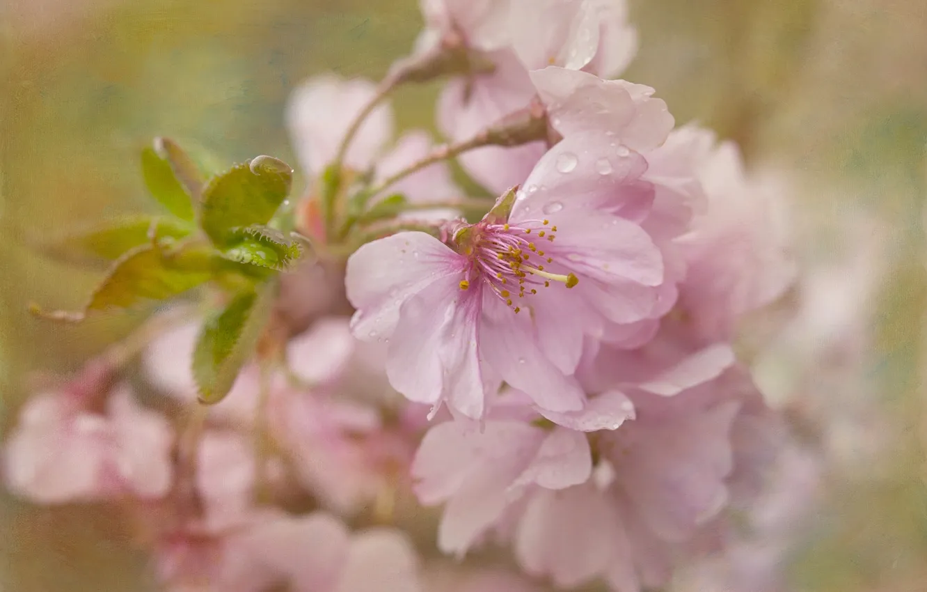 Фото обои макро, вишня, текстура, сакура, цветение, цветки
