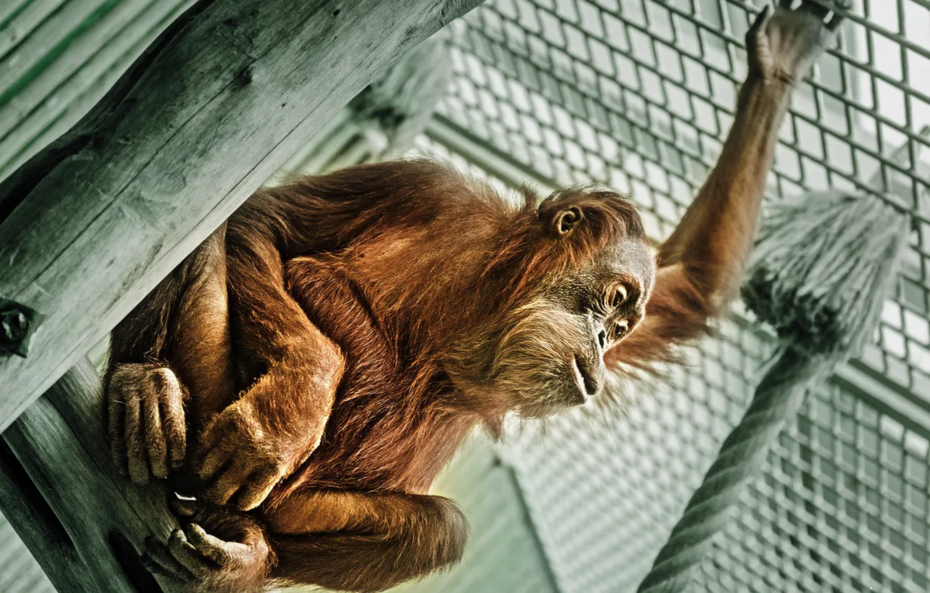 Фото обои взгляд, обезьяна, Sumatran Orangutan