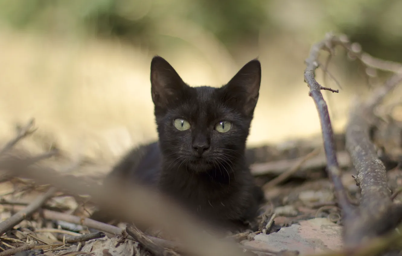 Фото обои кошка, взгляд, листья, ветки, черная