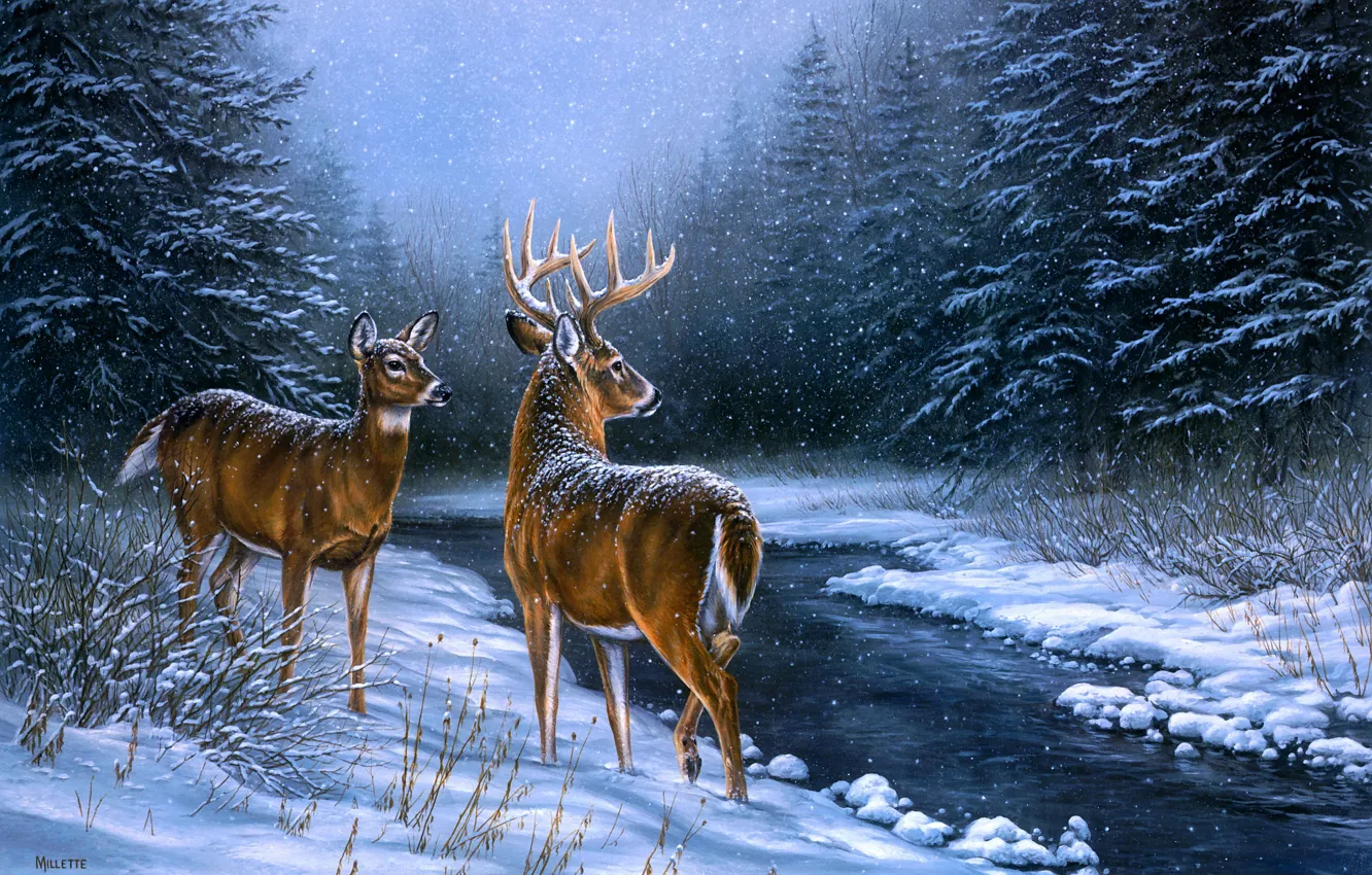 Фото обои зима, иней, лес, взгляд, снег, ночь, ветки, природа
