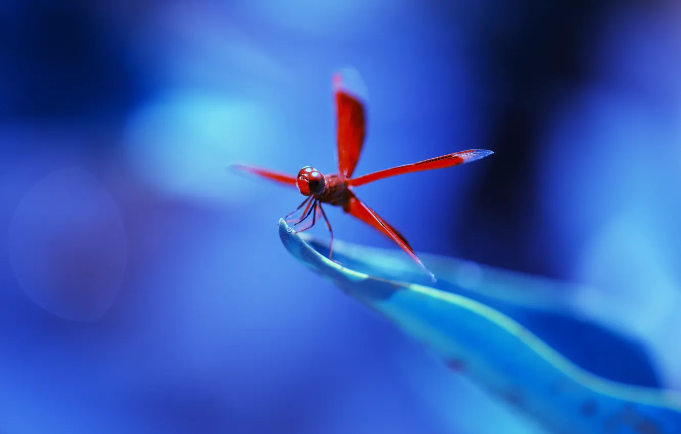 Фото обои red, flower, nature, blue, dragonfly, leaf, insect, vegetation