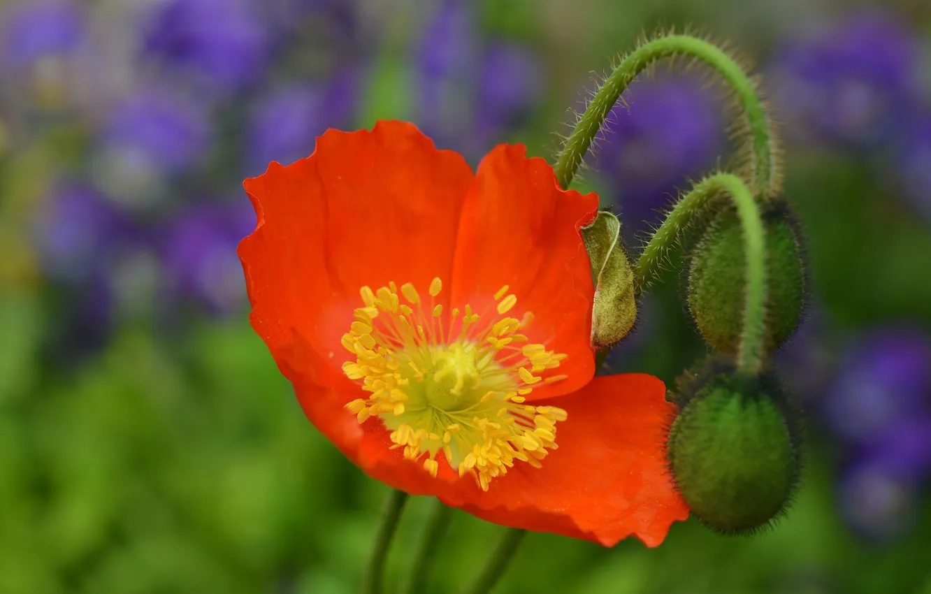 Фото обои цветок, оранжевый, мак, лепестки, размытость