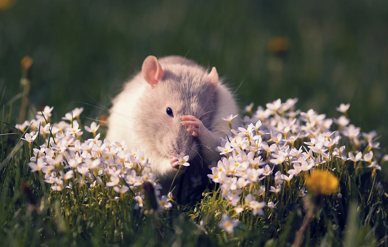 Фото обои цветы, крыса, грызун