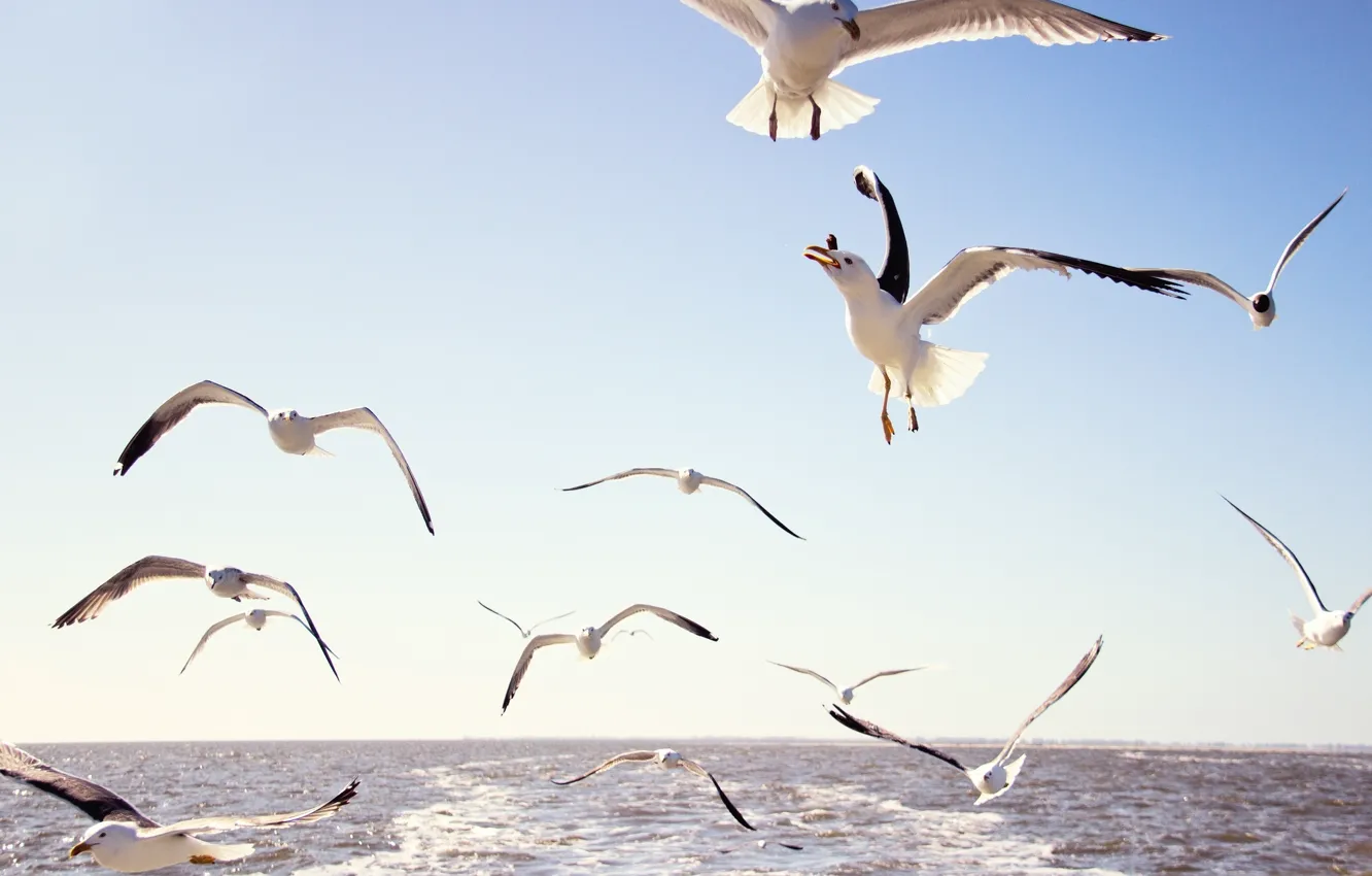 Фото обои море, небо, вода, полет, птицы, чайки